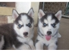 Blue eyes Siberian husky Puppies